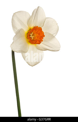 Weiße Narzisse Blume isoliert auf weiss Stockfoto