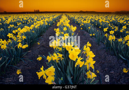 Narzissen wachsen in einem Feld bei Sonnenuntergang, Skagit Valley, Washington, Vereinigte Staaten von Amerika Stockfoto