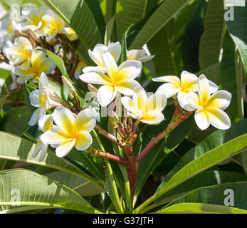 Reine weiße duftende Blüten mit gelben Zentren der exotischen tropischen Frangipanni Arten Plumeria Plumeria im Sommer blühen. Stockfoto