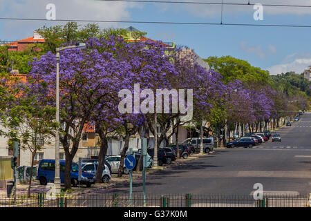 Jacaranda-Bäume in Blüte mit lila Blüten in Juwelierholdinge Stadt Stockfoto