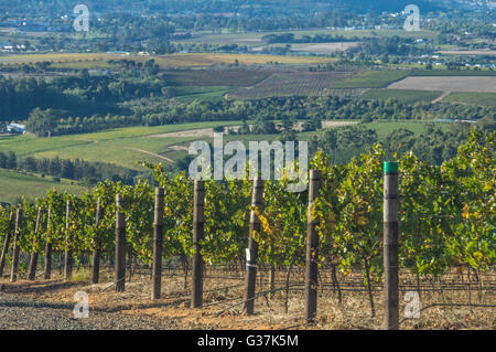 Die Cape Winelands-Region ist der erste Wein produzierenden Bereich von Südafrika Stockfoto