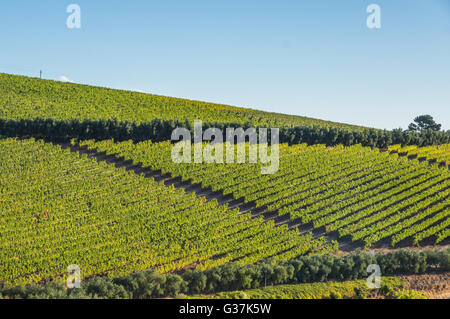 Die Cape Winelands-Region ist der erste Wein produzierenden Bereich von Südafrika Stockfoto