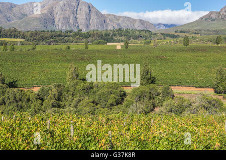 Die Cape Winelands-Region ist der erste Wein produzierenden Bereich von Südafrika Stockfoto