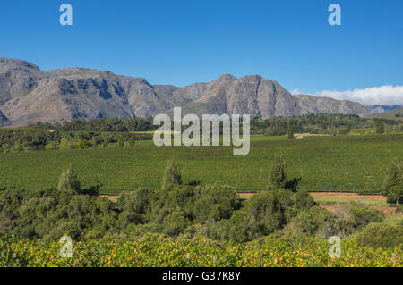 Die Cape Winelands-Region ist der erste Wein produzierenden Bereich von Südafrika Stockfoto