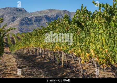 Die Cape Winelands-Region ist der erste Wein produzierenden Bereich von Südafrika Stockfoto