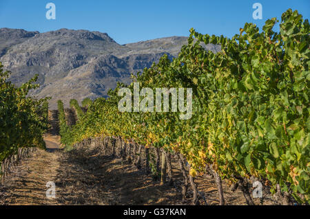 Die Cape Winelands-Region ist der erste Wein produzierenden Bereich von Südafrika Stockfoto