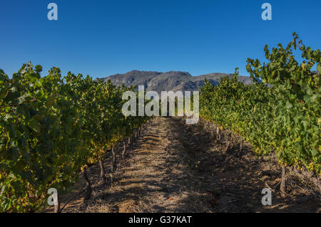 Die Cape Winelands-Region ist der erste Wein produzierenden Bereich von Südafrika Stockfoto