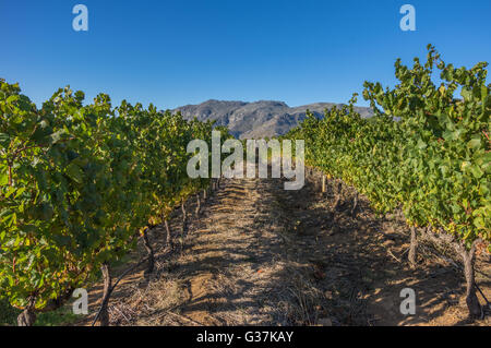 Die Cape Winelands-Region ist der erste Wein produzierenden Bereich von Südafrika Stockfoto