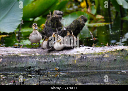 Stockente Entlein sitzen auf einem Baumstamm Stockfoto