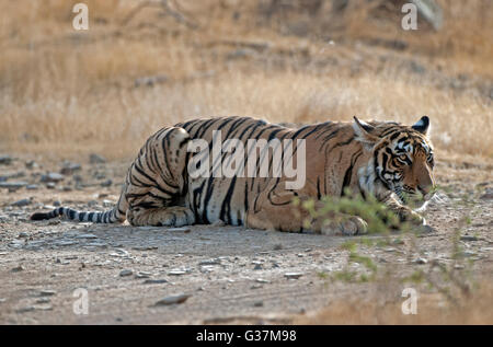 Das Bild des Machli Tigerin (Panthera Tigris) in Ranthambore Nationalpark Indien Stockfoto