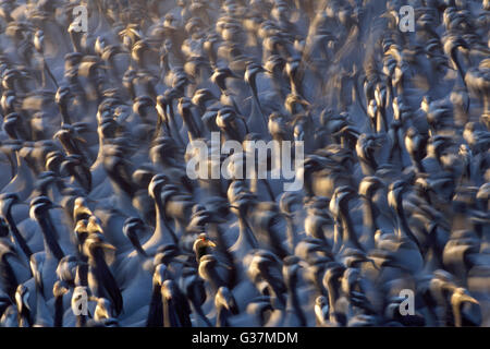 Das Bild des Demoislle Carnes in Keecah, Rajasthan, Indien Stockfoto