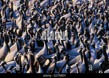 Das Bild des (Pelecanus Onocrotalus) Demoiselle Kran in Keechan, Rajasthan, Indien Stockfoto