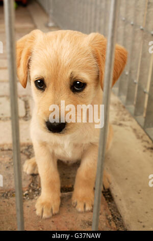 Süßes Baby Hund Welpen in den Käfig, Sie zu betrachten. Tierische Annahme, Schutz, Pet und Emotion Bild des Tieres. Golden Retriever. Stockfoto