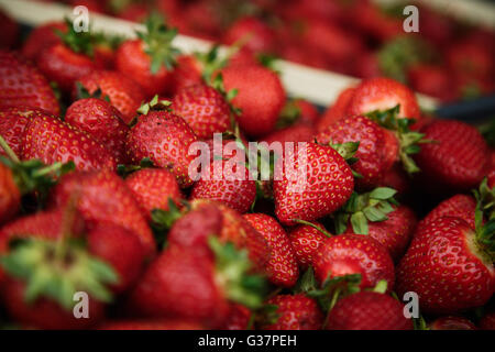 Erdbeere ruht in einer box Stockfoto