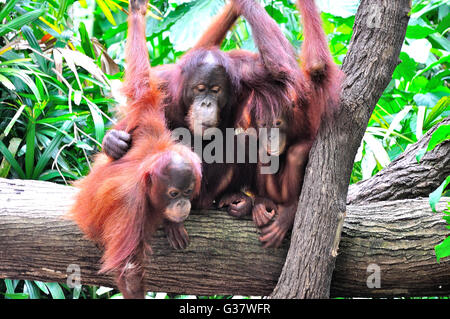 3 Orang-utan auf einem Zweig Stockfoto