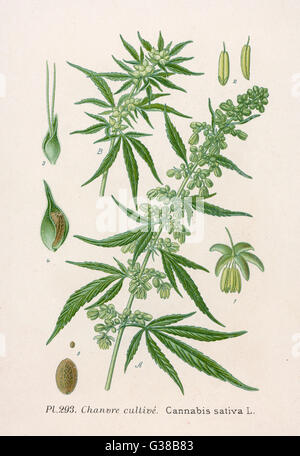 PFLANZEN/CANNABIS SATIVA Stockfoto