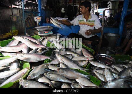 Kolkata, Indien. 9. Juni 2016. Riesige Mengen Hilsa Fische haben Kolkata für Bengali Festival Jamai Shasthi erreicht. Das Gewicht ist mehr als ein Kilo. Allerdings gibt es Mangel in Padmar Ilish diesmal als die Versorgung aus dem Nachbarland niedrig ist. Der Fisch wird bei Rs 600-1800 eine kg verkauft. © Tanmoy Bhaduri/Pacific Press/Alamy Live-Nachrichten Stockfoto