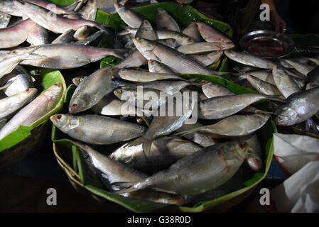 Kolkata, Indien. 9. Juni 2016. Riesige Mengen Hilsa Fische haben Kolkata für Bengali Festival Jamai Shasthi erreicht. Das Gewicht ist mehr als ein Kilo. Allerdings gibt es Mangel in Padmar Ilish diesmal als die Versorgung aus dem Nachbarland niedrig ist. Der Fisch wird bei Rs 600-1800 eine kg verkauft. © Tanmoy Bhaduri/Pacific Press/Alamy Live-Nachrichten Stockfoto