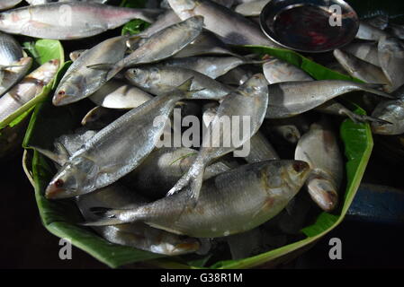 Kolkata, Indien. 9. Juni 2016. Riesige Mengen Hilsa Fische haben Kolkata für Bengali Festival Jamai Shasthi erreicht. Das Gewicht ist mehr als ein Kilo. Allerdings gibt es Mangel in Padmar Ilish diesmal als die Versorgung aus dem Nachbarland niedrig ist. Der Fisch wird bei Rs 600-1800 eine kg verkauft. © Tanmoy Bhaduri/Pacific Press/Alamy Live-Nachrichten Stockfoto