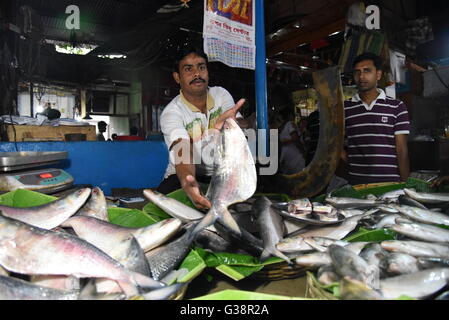 Kolkata, Indien. 9. Juni 2016. Riesige Mengen Hilsa Fische haben Kolkata für Bengali Festival Jamai Shasthi erreicht. Das Gewicht ist mehr als ein Kilo. Allerdings gibt es Mangel in Padmar Ilish diesmal als die Versorgung aus dem Nachbarland niedrig ist. Der Fisch wird bei Rs 600-1800 eine kg verkauft. © Tanmoy Bhaduri/Pacific Press/Alamy Live-Nachrichten Stockfoto