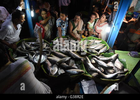 Kolkata, Indien. 9. Juni 2016. Riesige Mengen Hilsa Fische haben Kolkata für Bengali Festival Jamai Shasthi erreicht. Das Gewicht ist mehr als ein Kilo. Allerdings gibt es Mangel in Padmar Ilish diesmal als die Versorgung aus dem Nachbarland niedrig ist. Der Fisch wird bei Rs 600-1800 eine kg verkauft. © Tanmoy Bhaduri/Pacific Press/Alamy Live-Nachrichten Stockfoto