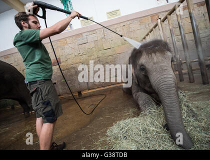 Berlin, Deutschland. 9. Juni 2016. Ein Tierpfleger gibt einen Elefanten eine Dusche im Tierpark Zoo in Berlin, Deutschland, 9. Juni 2016. Foto: SOPHIA KEMBOWSKI/Dpa/Alamy Live News Stockfoto