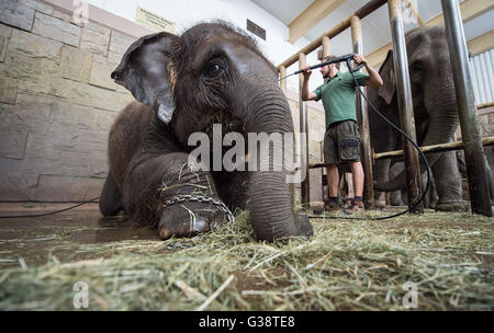 Berlin, Deutschland. 9. Juni 2016. Ein Tierpfleger gibt einen Elefanten eine Dusche im Tierpark Zoo in Berlin, Deutschland, 9. Juni 2016. Foto: SOPHIA KEMBOWSKI/Dpa/Alamy Live News Stockfoto