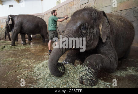 Berlin, Deutschland. 9. Juni 2016. Ein Tierpfleger gibt einen Elefanten eine Dusche im Tierpark Zoo in Berlin, Deutschland, 9. Juni 2016. Foto: SOPHIA KEMBOWSKI/Dpa/Alamy Live News Stockfoto