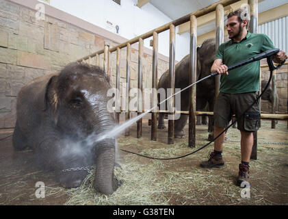 Berlin, Deutschland. 9. Juni 2016. Ein Tierpfleger gibt einen Elefanten eine Dusche im Tierpark Zoo in Berlin, Deutschland, 9. Juni 2016. Foto: SOPHIA KEMBOWSKI/Dpa/Alamy Live News Stockfoto