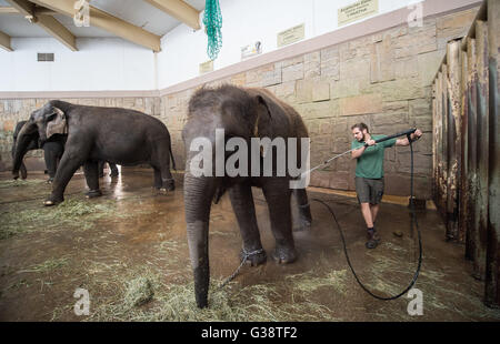 Berlin, Deutschland. 9. Juni 2016. Ein Tierpfleger gibt einen Elefanten eine Dusche im Tierpark Zoo in Berlin, Deutschland, 9. Juni 2016. Foto: SOPHIA KEMBOWSKI/Dpa/Alamy Live News Stockfoto