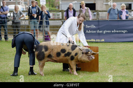 Ardingly, Sussex, Uk. 10. Juni 2016.  Beurteilung der Schweine in den Süden von England zeigen heute an der Ardingly Showground in Sussex statt. Das diesjährige Thema ist "Jahr der Schafe" und Tausende Besucher werden erwartet, in den drei Tagen Fotografie von Simon Dack/Alamy Live News/Alamy Live News Stockfoto