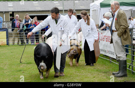 Ardingly, Sussex, Uk. 10. Juni 2016.  Beurteilung der Schweine in den Süden von England zeigen heute an der Ardingly Showground in Sussex statt. Das diesjährige Thema ist "Jahr der Schafe" und Tausende Besucher werden erwartet, in den drei Tagen Fotografie von Simon Dack/Alamy Live News/Alamy Live News Stockfoto