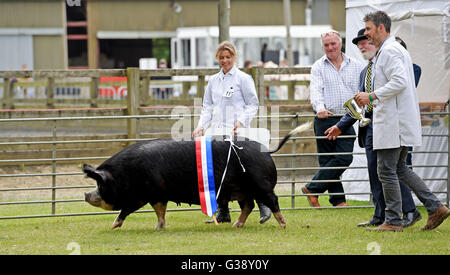 Ardingly, Sussex, Uk. 10. Juni 2016.  Gewinner eines Schweins Abschnitte Paraden auf der South of England Show statt heute an der Ardingly Showground in Sussex. Das diesjährige Thema ist "Jahr der Schafe" und Tausende Besucher werden erwartet, in den drei Tagen Fotografie von Simon Dack/Alamy Live News/Alamy Live News Stockfoto