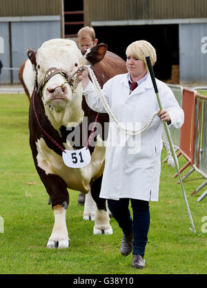 Ardingly, Sussex, Uk. 10. Juni 2016.  Rinder auf der Parade auf der South of England Show hielt heute an der Ardingly Showground in Sussex. Das diesjährige Thema ist "Jahr der Schafe" und Tausende Besucher werden erwartet, in den drei Tagen Fotografie von Simon Dack/Alamy Live News/Alamy Live News Stockfoto