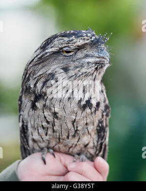 Ardingly, Sussex, UK. 10. Juni 2016. Eine Tawny Frogmouth Eule namens Boris Johnson auf den Süden von England Show hielt heute an der Ardingly Showground in Sussex. Die Eulen, die alle benannt nach dem Politiker Teil einer Anzeige von Eulen über Stadt waren und dieses Jahre Thema "Jahr der Schafe" mit Tausenden von Besuchern ist während der drei Tage Fotografie von Simon Dack/Alamy Live News sollen Stockfoto