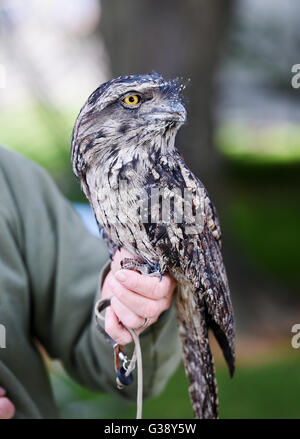 Ardingly, Sussex, UK. 10. Juni 2016. Eine Tawny Frogmouth Eule namens Boris Johnson auf den Süden von England Show hielt heute an der Ardingly Showground in Sussex. Die Eulen, die alle benannt nach dem Politiker Teil einer Anzeige von Eulen über Stadt waren und dieses Jahre Thema "Jahr der Schafe" mit Tausenden von Besuchern ist während der drei Tage Fotografie von Simon Dack/Alamy Live News sollen Stockfoto