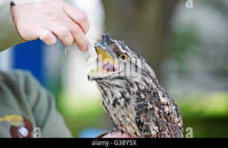 Ardingly, Sussex, UK. 10. Juni 2016. Eine Tawny Frogmouth Eule namens Boris Johnson genießt einen Snack auf der South of England Show heute an der Ardingly Showground in Sussex statt. Die Eulen, die alle benannt nach dem Politiker Teil einer Anzeige von Eulen über Stadt waren und dieses Jahre Thema "Jahr der Schafe" mit Tausenden von Besuchern ist während der drei Tage Fotografie von Simon Dack/Alamy Live News sollen Stockfoto