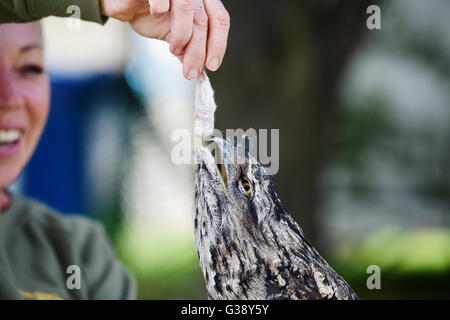 Ardingly, Sussex, UK. 10. Juni 2016. Eine Tawny Frogmouth Eule namens Boris Johnson genießt einen Snack auf der South of England Show heute an der Ardingly Showground in Sussex statt. Die Eulen, die alle benannt nach dem Politiker Teil einer Anzeige von Eulen über Stadt waren und dieses Jahre Thema "Jahr der Schafe" mit Tausenden von Besuchern ist während der drei Tage Fotografie von Simon Dack/Alamy Live News sollen Stockfoto