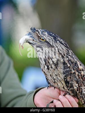 Ardingly, Sussex, UK. 10. Juni 2016. Eine Tawny Frogmouth Eule namens Boris Johnson genießt einen Snack auf der South of England Show heute an der Ardingly Showground in Sussex statt. Die Eulen, die alle benannt nach dem Politiker Teil einer Anzeige von Eulen über Stadt waren und dieses Jahre Thema "Jahr der Schafe" mit Tausenden von Besuchern ist während der drei Tage Fotografie von Simon Dack/Alamy Live News sollen Stockfoto