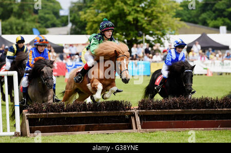 Ardingly, Sussex, UK. 10. Juni 2016. Die Shetland Pony Grand National Aktion am Ardingly Showground in Sussex heute. Diese Jahre Thema ist "Jahr der Schafe" und Tausende von Besuchern sind in den drei Tagen Foto von Simon Dack/Alamy Leben Nachrichten genommen erwartet Stockfoto