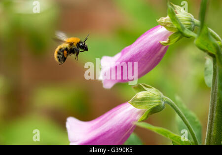 Hummel der Carderbiene (Bombus terrestris) im Flug schwebt in der Nähe einer violetten Fuchshandschuhblume (digitalis) Stockfoto