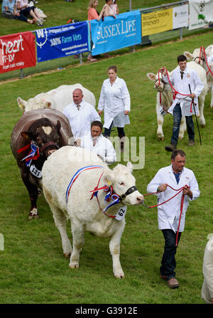 Ardingly, Sussex, UK. 10. Juni 2016. Die Rinder-Parade auf der South of England Show in Ardingly Showground in Sussex heute. Dieses Jahre Thema ist "Jahr der Schafe" und Tausende Besucher werden erwartet, in den drei Tagen Credit: Simon Dack/Alamy Live News Stockfoto