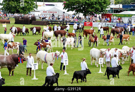 Ardingly, Sussex, UK. 10. Juni 2016. Die Rinder-Parade auf der South of England Show in Ardingly Showground in Sussex heute. Dieses Jahre Thema ist "Jahr der Schafe" und Tausende Besucher werden erwartet, in den drei Tagen Credit: Simon Dack/Alamy Live News Stockfoto