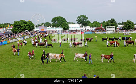 Ardingly, Sussex, UK. 10. Juni 2016. Die Rinder-Parade auf der South of England Show in Ardingly Showground in Sussex heute. Dieses Jahre Thema ist "Jahr der Schafe" und Tausende Besucher werden erwartet, in den drei Tagen Credit: Simon Dack/Alamy Live News Stockfoto