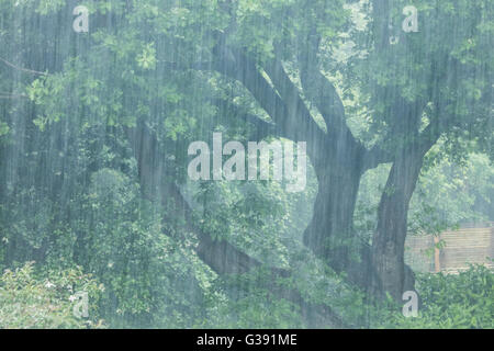 Sheffield, South Yorkshire, England. 10. Juni 2016. UK-Wetter: Starkregen Streifen vorbei an Bäume und Vegetation in Sheffield als South Yorkshire unterliegt heftigen Regenfälle. Bildnachweis: Graham Dunn/Alamy Live-Nachrichten Stockfoto