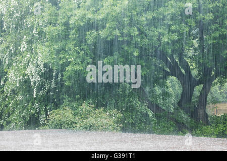 Sheffield, South Yorkshire, England. 10. Juni 2016. UK Wetter: Starkregen Streifen vorbei an Bäume und Vegetation und springt einmal ein Flachdach in Sheffield wie South Yorkshire, schweren Niederschlägen ausgesetzt ist. Bildnachweis: Graham Dunn/Alamy Live-Nachrichten Stockfoto