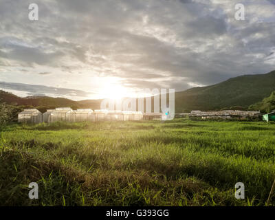 Gärtnerei von Bio-Gemüse umgeben von Natur und Bäumen mit Sonnenlicht des Abends. HDR-Verfahren Stockfoto