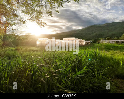 Gärtnerei von Bio-Gemüse umgeben von Natur und Bäumen mit Sonnenlicht des Abends. HDR-Verfahren Stockfoto