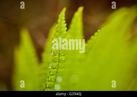 Farn Closeup, The Nature Conservancy, Kona Hema zu bewahren, Honomalino, South Kona, Hawaiis Big Island Stockfoto