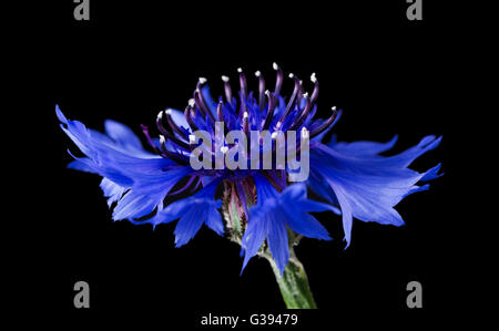 Kornblume Seitenansicht auf schwarzem Hintergrund. Centaurea Cyanus aus der Familie der Asteraceae, in Europa heimisch. Makro-Foto. Stockfoto